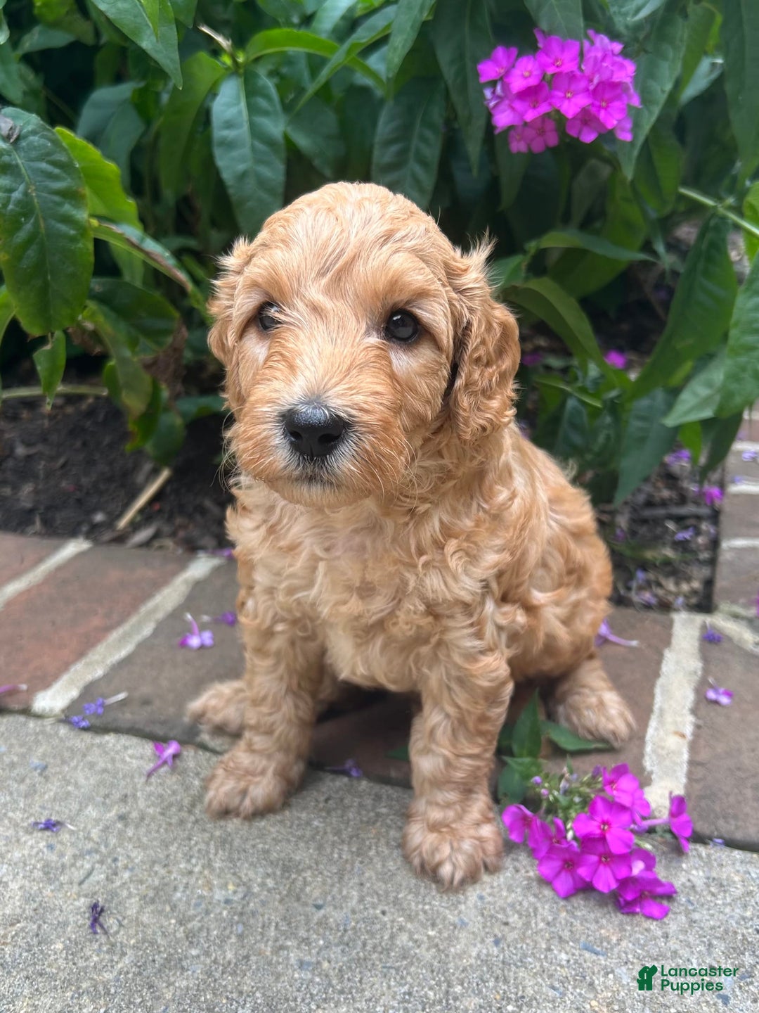 Mini Goldendoodle dogs for sale: Porter - Image 4