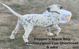 Dalmatian dogs for sale: Peppers Black Boy - Image 17