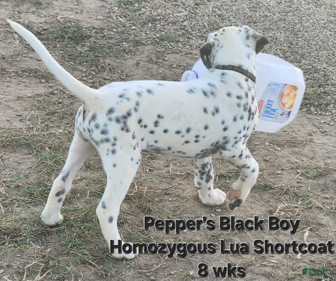 Dalmatian dogs for sale: Peppers Black Boy - Image 17