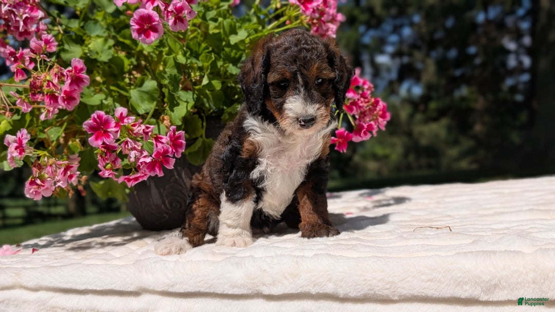 Mini Bernedoodle dogs for sale: Sabrina - Image 10