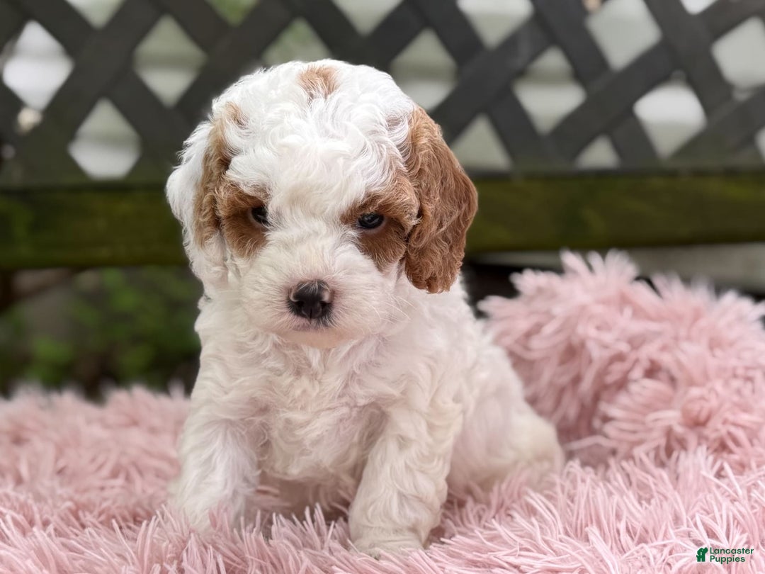 Cavapoo dogs for sale: Bianca - Image 6
