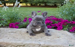 French Bulldog dogs for sale: Leo - Image 9