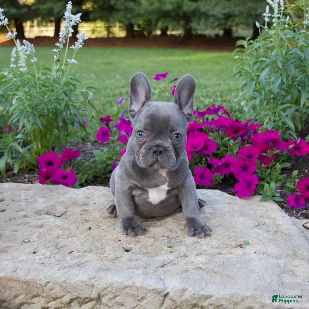 French Bulldog dogs for sale: Leo - Image 9