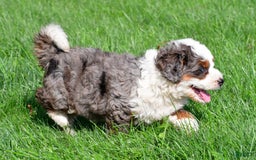 Mini Bernedoodle dogs for sale: Cassidy - Image 9