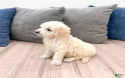 Mini Goldendoodle dogs for sale: Baxter - Image 7
