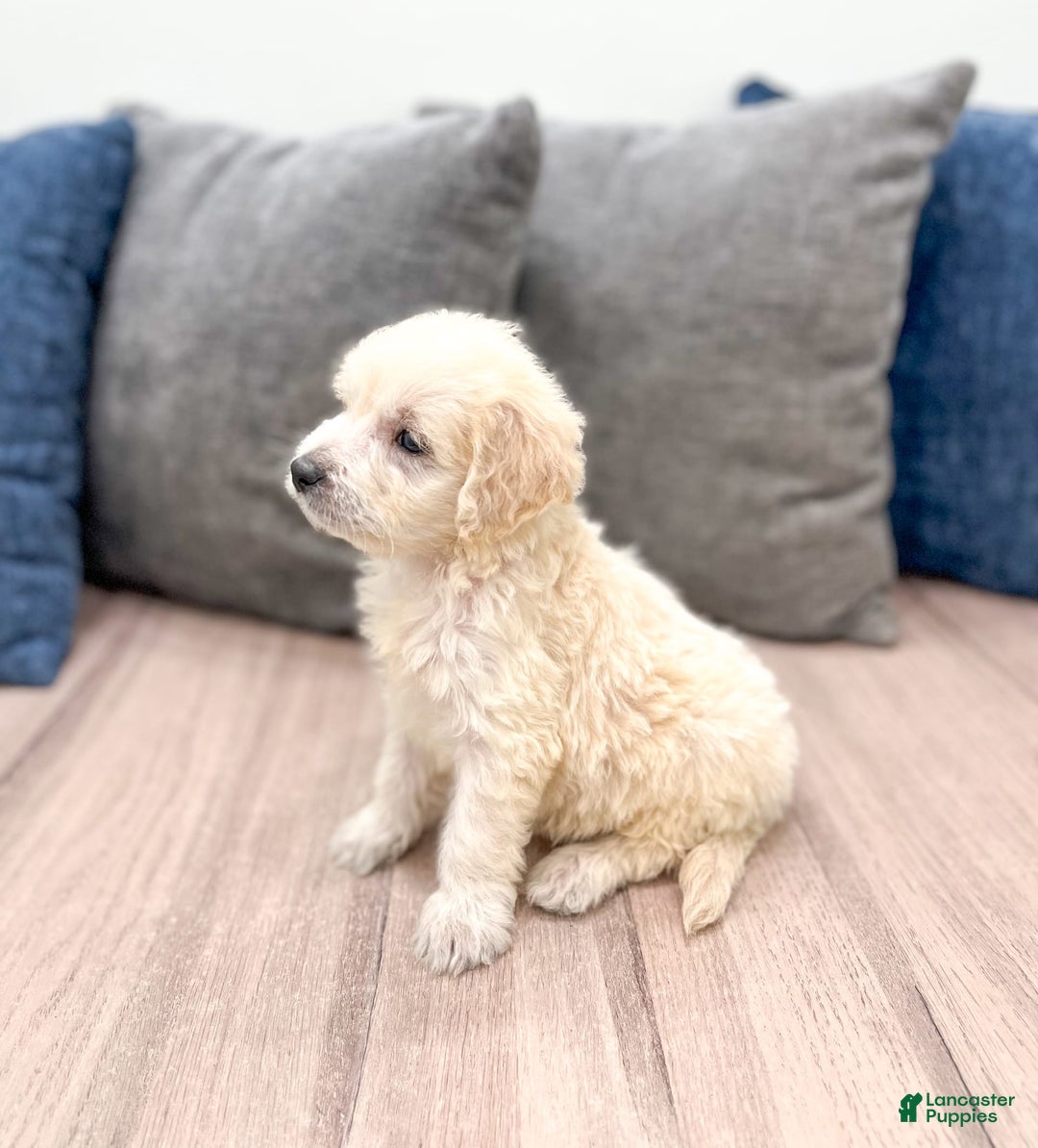 Mini Goldendoodle dogs for sale: Baxter - Image 7