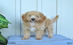 Mini Goldendoodle dogs for sale: Muppet - Image 7