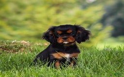 Cavalier King Charles Spaniel dogs for sale: Rocky - Image 6
