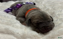 Great Dane dogs for sale: Blue Female Purple Collar - Image 5
