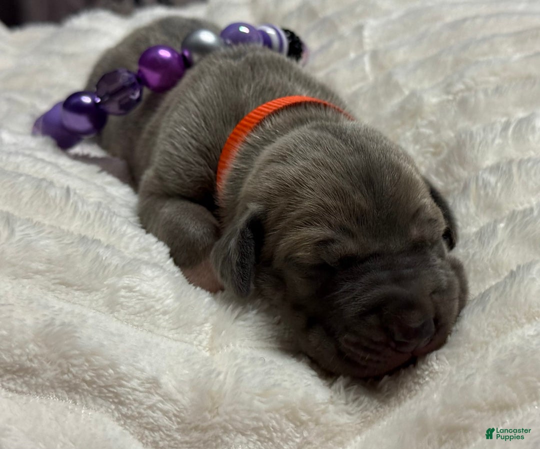 Great Dane dogs for sale: Blue Female Purple Collar - Image 5
