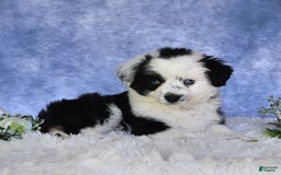 Miniature Australian Shepherd dogs for sale: Axel Toy - Image 19