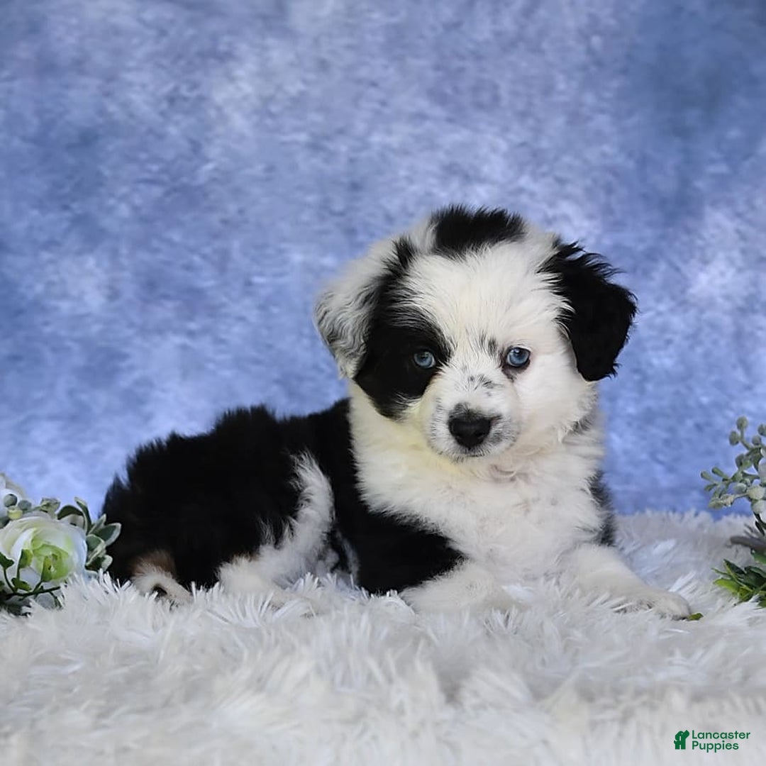 Miniature Australian Shepherd dogs for sale: Axel Toy - Image 19