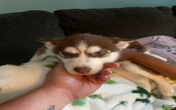Siberian Husky dogs for sale: Niko - Image 6