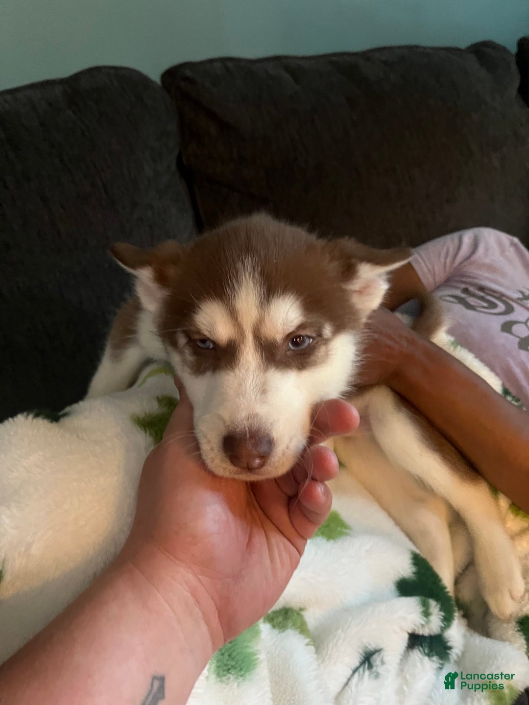 Siberian Husky dogs for sale: Niko - Image 6