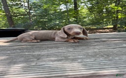 Miniature Dachshund dogs for sale: Cooper - Image 5