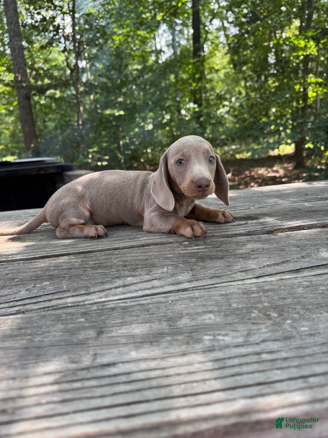 Miniature Dachshund dogs for sale: Cooper - Image 5