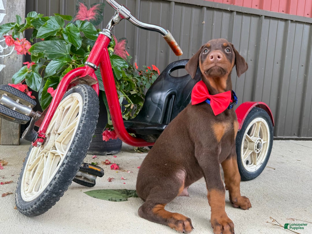 Doberman Pinscher dogs for sale: Marley - Image 2