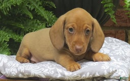 Miniature Dachshund dogs for sale: Trevor - Image 5
