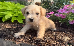 Schnoodle dogs for sale: Ivory - Image 2