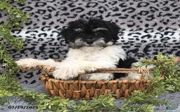 Havanese dogs for sale: Cash - Image 3