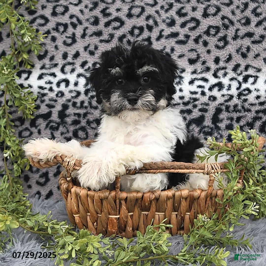 Havanese dogs for sale: Cash - Image 3