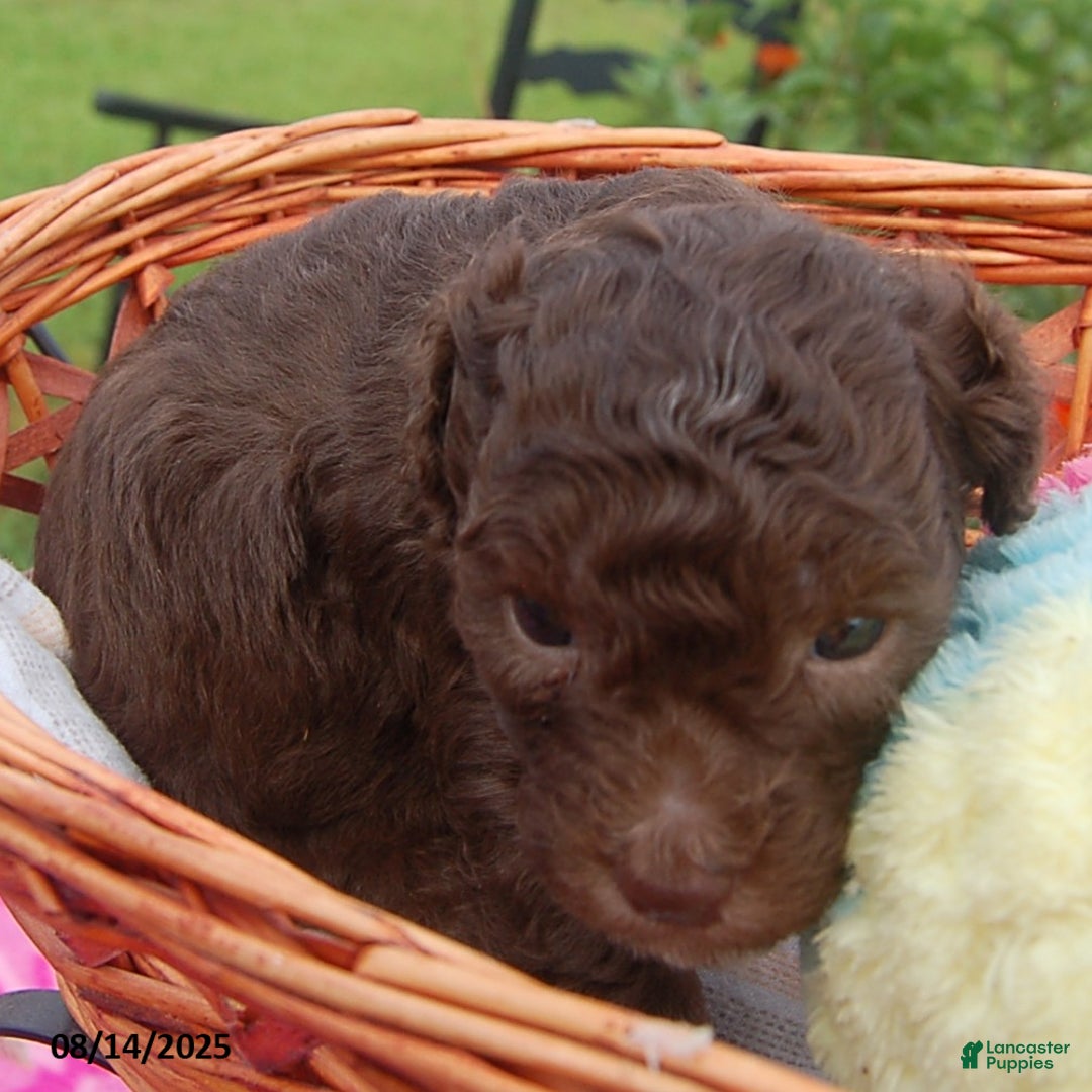 Toy Poodle dogs for sale: Toy Poodle 5 puppies - Image 21