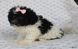 Shihpoo dogs for sale: Sally - Image 2
