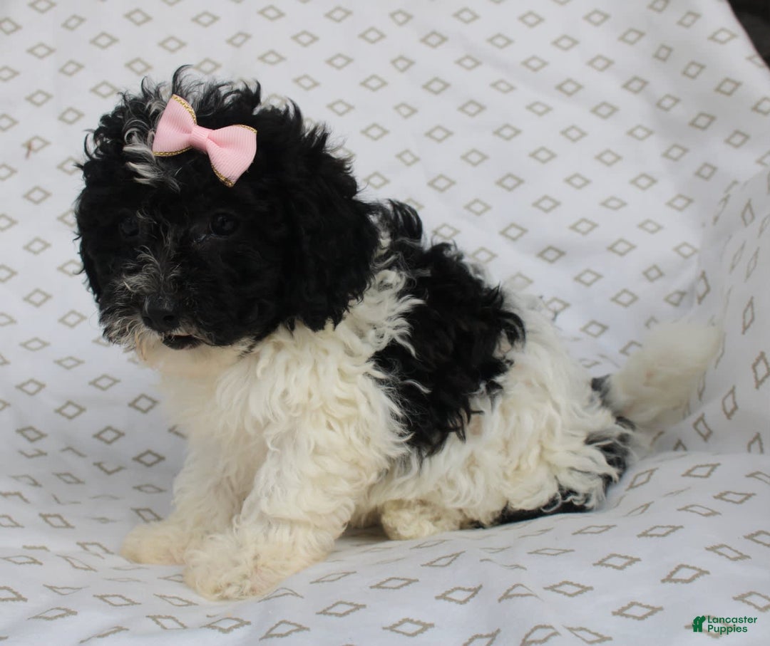 Shihpoo dogs for sale: Sally - Image 2