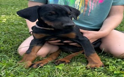 Doberman Pinscher dogs for sale: Ms. Pink - Image 2