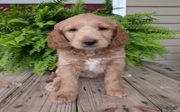 Goldendoodle dogs for sale: Lolly - Image 40