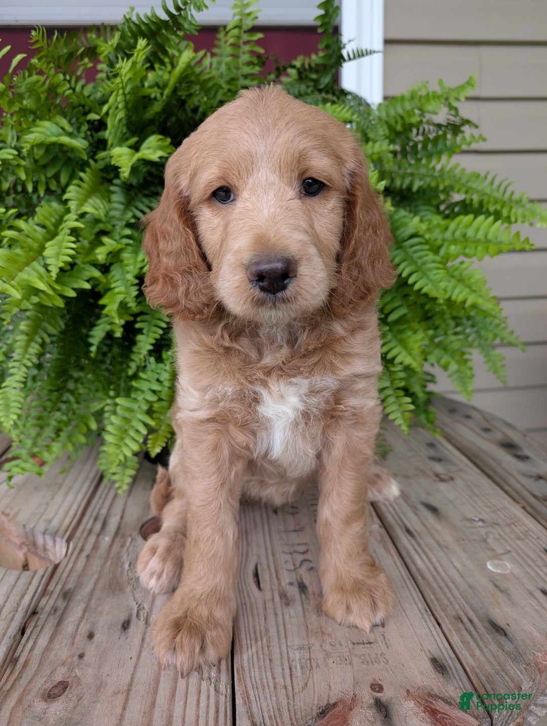 Goldendoodle dogs for sale: Lolly - Image 40