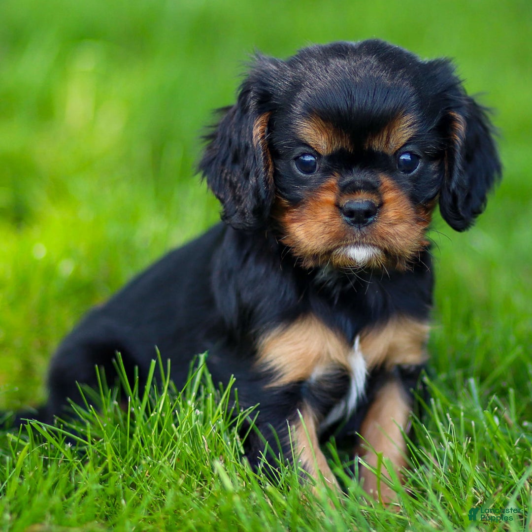 Cavalier King Charles Spaniel dogs for sale: Rocky - Image 15