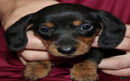 Miniature Dachshund dogs for sale: Lyla Male - Image 9