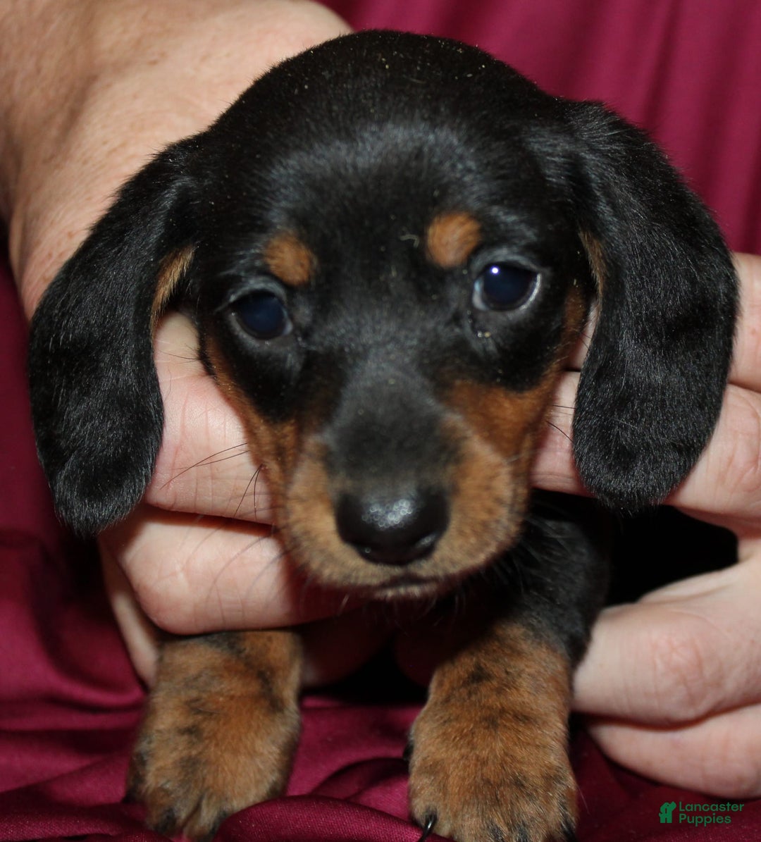 Miniature Dachshund dogs for sale: Lyla Male - Image 9