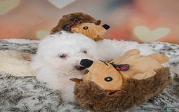 Bichon Frise dogs for sale: Kendrick - Image 3