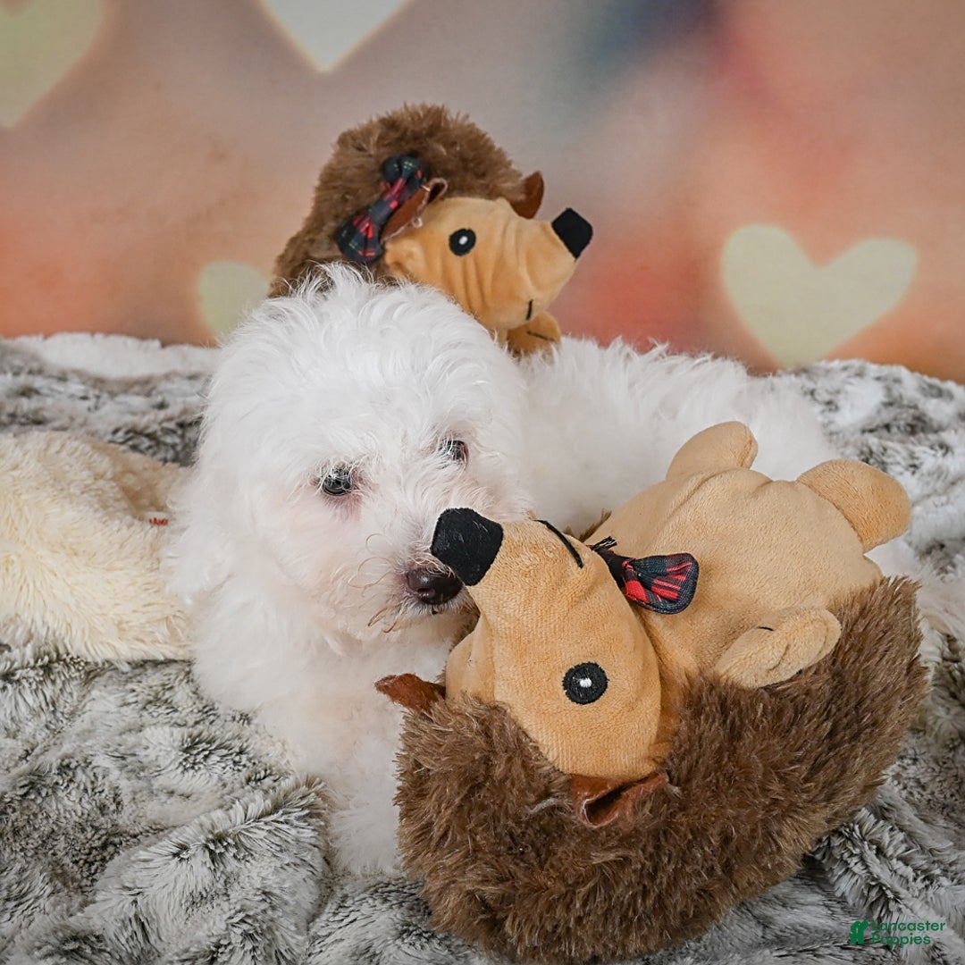 Bichon Frise dogs for sale: Kendrick - Image 3