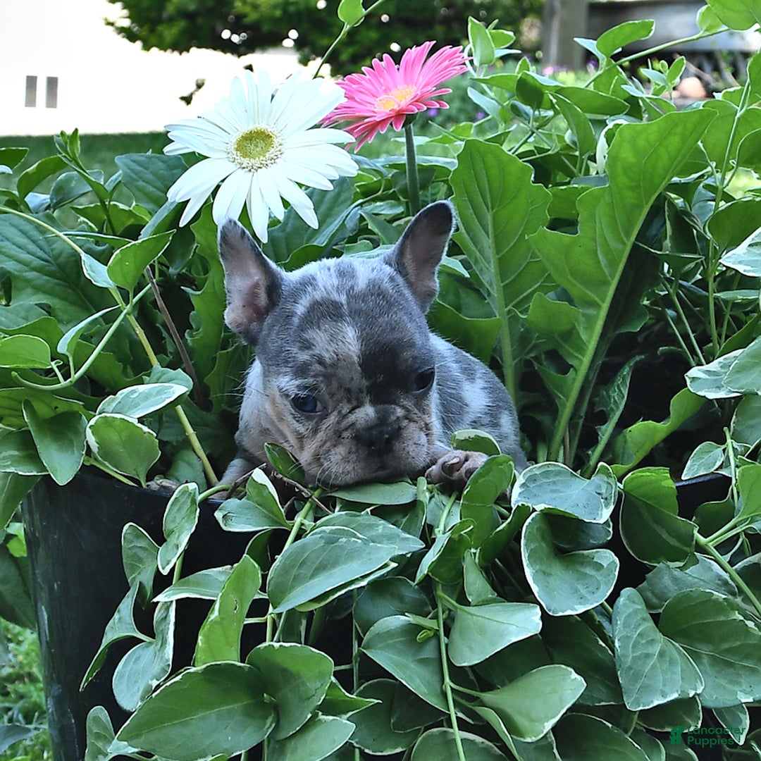 French Bulldog dogs for sale: Half And Half - Image 1
