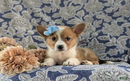 Welsh Corgi Pembroke dogs for sale: Kaelee - Image 3