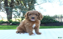 Mini Goldendoodle dogs for sale: Clementine - Image 4