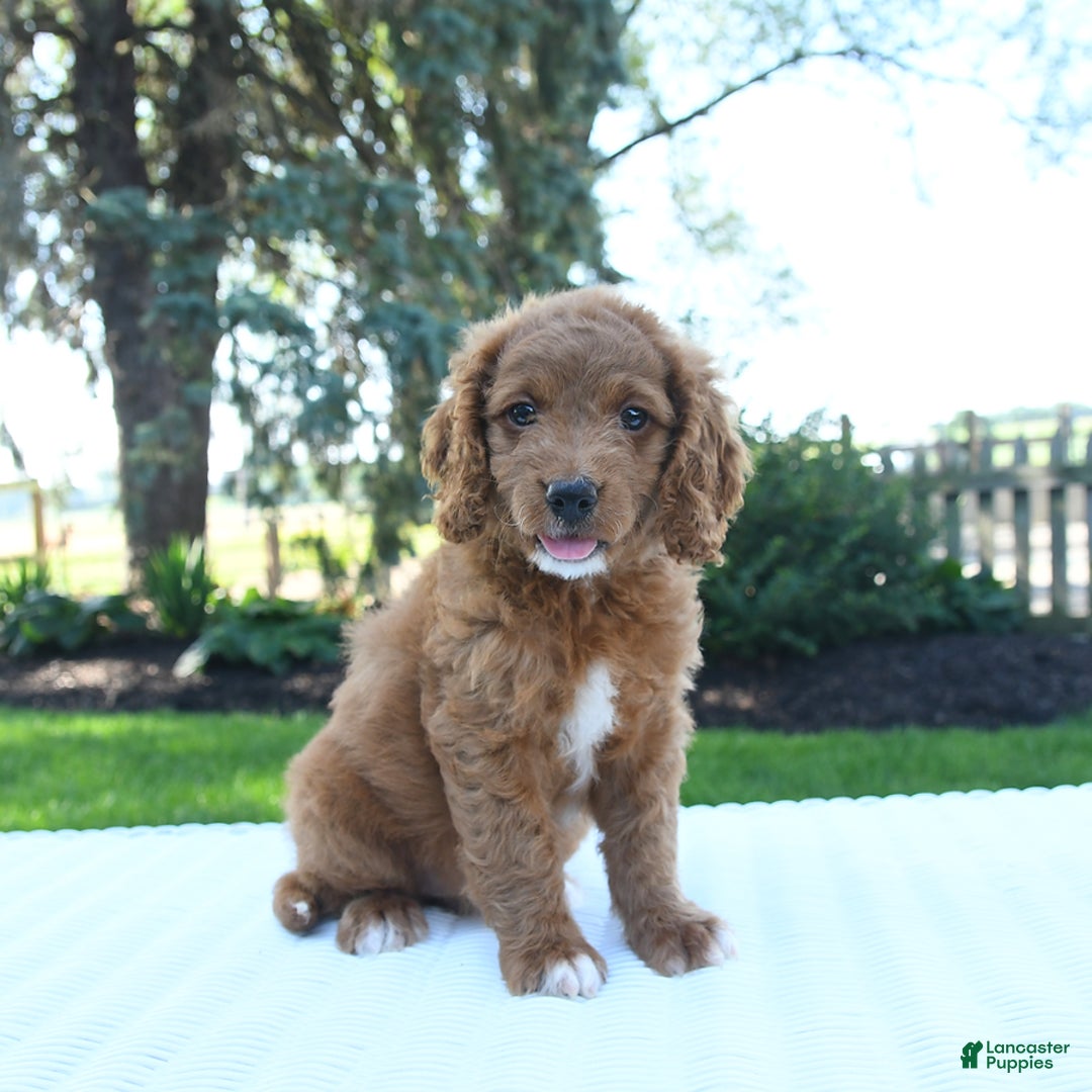 Mini Goldendoodle dogs for sale: Clementine - Image 4