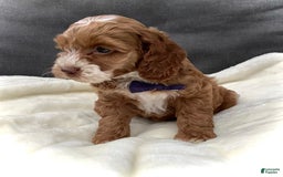 Cockapoo dogs for sale: Benji - Image 9