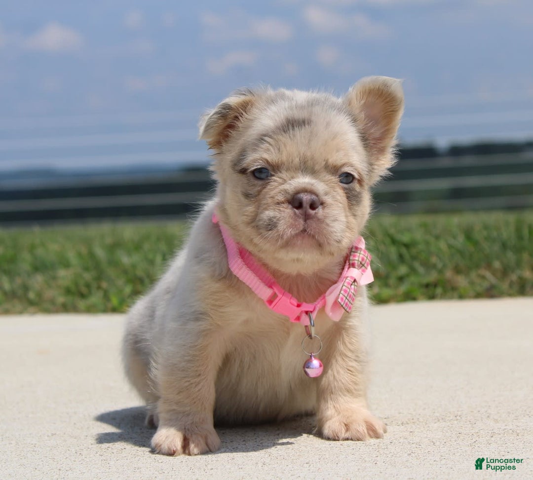 French Bulldog dogs for sale: Mia - Image 4