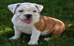 Beabull dogs for sale: Tessa - Image 17