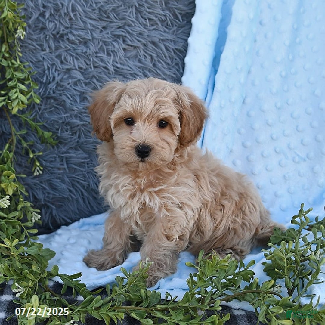 Havapoo dogs for sale: Belle - Image 3