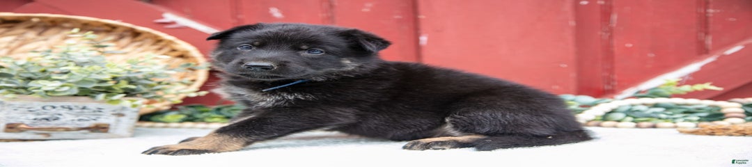 Spike