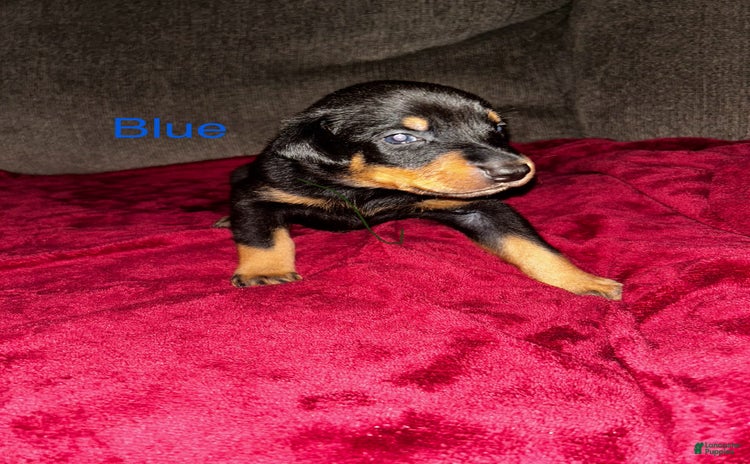 Doberman Pinscher dogs for sale - Ad 3