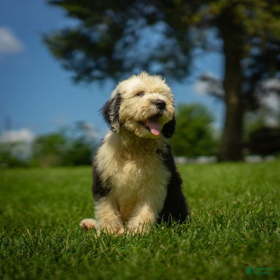 Old English Sheepdog dogs for sale: Fluffy - Image 4