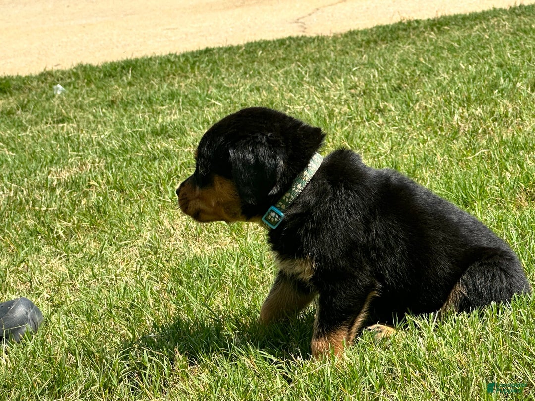Rottweiler dogs for sale: Light Blue Collar - Image 3