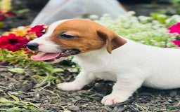 Jack Russell Terrier dogs for sale: Lippy - Image 1