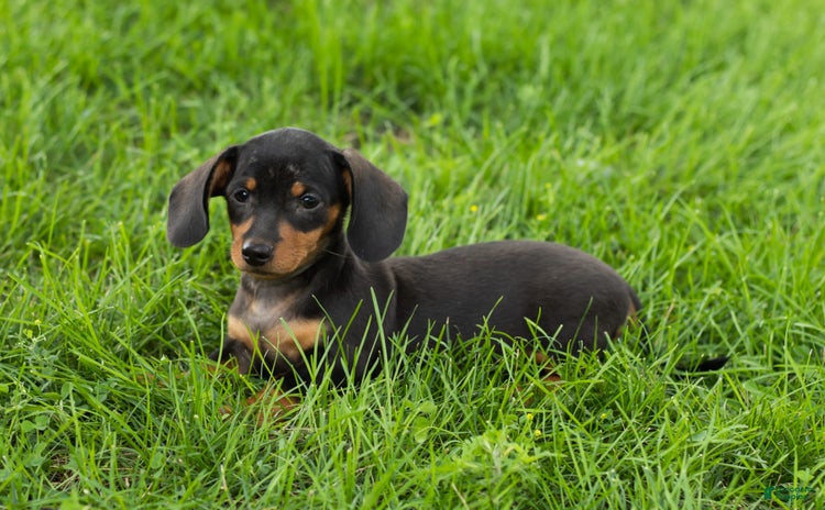 Miniature Dachshund dogs for sale - Ad 3